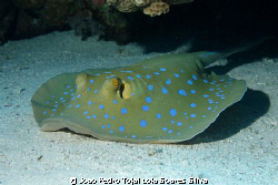 Bluespotted stingray (Taeniura lymma) shot using Canon EO... by Joao Pedro Tojal Loia Soares Silva 